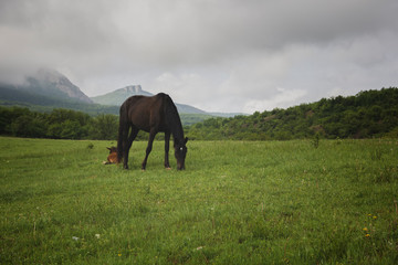 Horse on background of mountains grazing on pazdbische