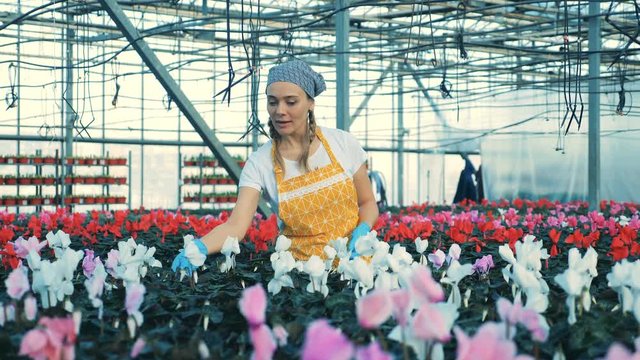 Lady worker is cheerfully inspecting warmhouse flowers