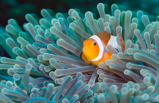 Incredible underwater world - Nemo fish. Macro photography.