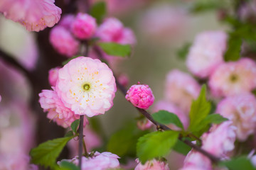 Closeup beautiful blooming spring almond branch with tender pink flowers, copy space