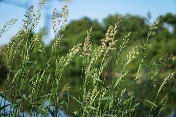 Pretty river in rural areas. European landscape of Russia and Siberia. Beautiful tranquil view of nature. Stock background, photo.