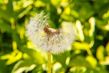 Dandelion seeds blowing in wind in summer field background. Change growth movement and direction concept. Inspirational natural floral spring or summer garden or park. Ecology nature landscape