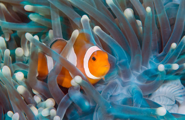 Incredible underwater world - Nemo fish. Macro photography.
