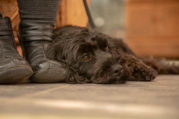 Black Cockapoo resting by owners feet 