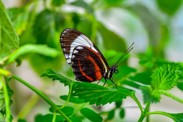 Fototapeta na wymiar Closeup beautiful butterfly sitting on flower. doris