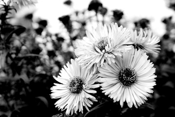 flowers on black background
