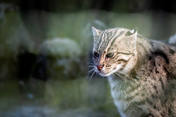 Portrait de chat pêcheur