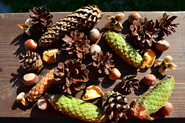 Forest cones and mushrooms.