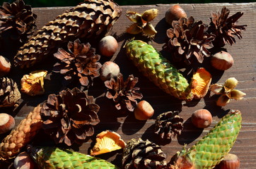 Forest cones and mushrooms.