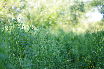 Green grass in the meadow in the rays of the sun. Weed in the park art wallpaper. Stock background, photo