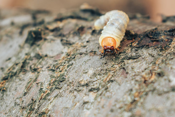 June bug larva creeps along the bark of a tree. Melolontha is close-up. The malicious parasite is on the tree.