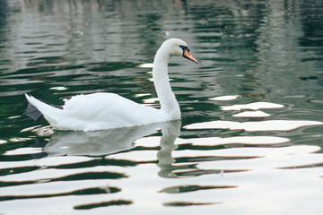 The white swan majestically floats on the water. A large bird floats on the lake.