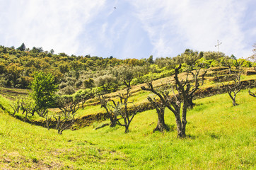 Fototapeta na wymiar vineyards in hills in portugal