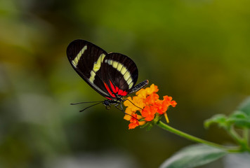 Fototapeta na wymiar Closeup beautiful butterfly sitting on flower. hewitsoni 