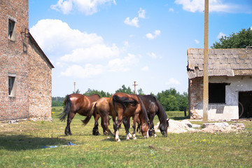 Plakat Group of horses near the sacking. sabroshenaya farm with animals. Stock background, photo