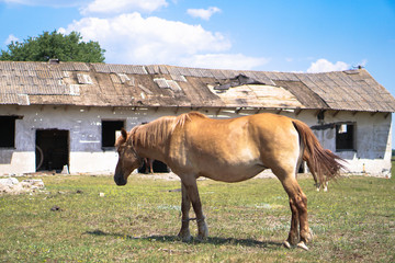 Naklejka na ściany i meble Group of horses near the sacking. sabroshenaya farm with animals. Stock background, photo