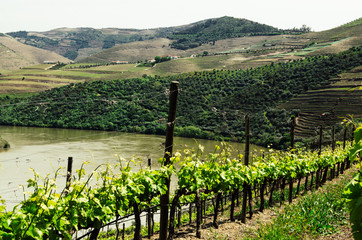grape vineyards hills