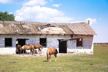 Group of horses near the sacking. sabroshenaya farm with animals. Stock background, photo