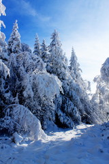 winter landscape with trees and snow
