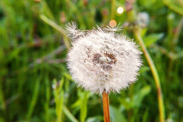 Dandelion seeds blowing in wind in summer field background. Change growth movement and direction...