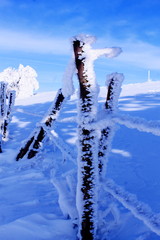 winter landscape with snow and trees