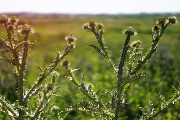 Different weeds on the green field. Meadow, pasture in spring on a sunny day. Stock background, photo