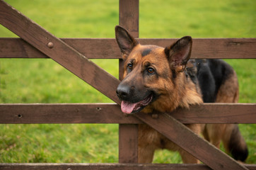 German Shepard head through wooden gate 