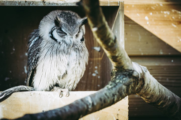 Hibou petit-duc à face blanche