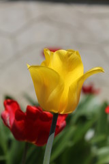 yellow tulips on green background