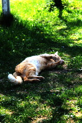 dog lying on grass