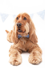 Cocker Spaniel photoshoot laying down with bow tie isolated on white background