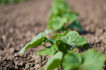 Farm garden with young cups of cucumbers. A field with a great harvest of vegetarian food. Stock background, photo