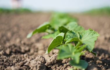 Farm garden with young cups of cucumbers. A field with a great harvest of vegetarian food. Stock background, photo