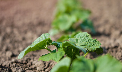 Farm garden with young cups of cucumbers. A field with a great harvest of vegetarian food. Stock background, photo