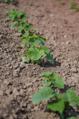 Farm garden with young cups of cucumbers. A field with a great harvest of vegetarian food. Stock background, photo