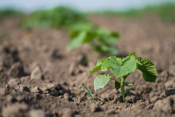 Farm garden with young cups of cucumbers. A field with a great harvest of vegetarian food. Stock background, photo