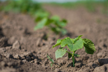 Farm garden with young cups of cucumbers. A field with a great harvest of vegetarian food. Stock background, photo