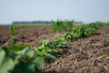 Farm garden with young cups of cucumbers. A field with a great harvest of vegetarian food. Stock background, photo
