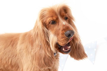 Cocker Spaniel photoshoot isolated on white background