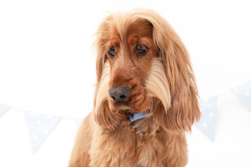 Cocker Spaniel photoshoot isolated on white background