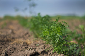 Planted carrot plants in the garden. Vegetarian ecological food. Stock background, photo