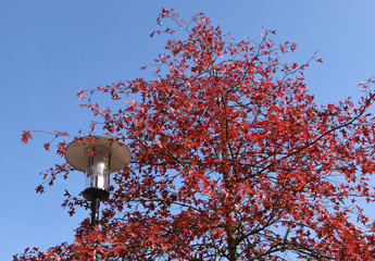 tree and a lantern in autumn