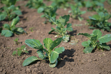 Cabbage in the garden of the farmer. Field with vegetarian plants in summer. Stock background, photo
