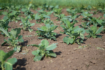 Cabbage in the garden of the farmer. Field with vegetarian plants in summer. Stock background, photo