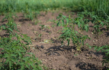 Sprouts of a new tomato plant. Natural farming. Stock background, photo