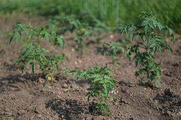 Sprouts of a new tomato plant. Natural farming. Stock background, photo