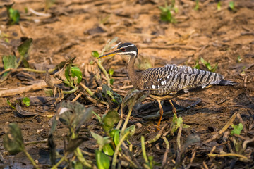 Sunbittern, in a jungle environment, Pantanal Brazil