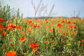 Many red poppies in the field. Meadow with wild poppy and beautiful bokeh. Stock background, photo
