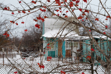 Berries red in winter with January snow
