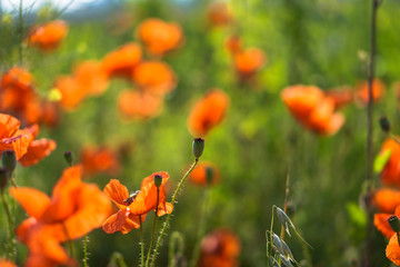 Many red poppies in the field. Meadow with wild poppy and beautiful bokeh. Stock background, photo